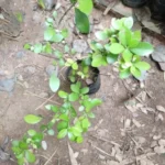 Buy Flacourtia indica, Flacourtia ramontchi, Flacourtia sepiaria, Flacourtia sapida, சொத்தைக்களா, Katukalai, Katahi, Bilangoa, Kanjubainch, Mulluthare, sothaikalaa, Kodumundi, Kanregu, Putikatada, Kuragayi - Live Plant Online Shopping for Sale - Image 2