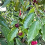 Buy Flacourtia indica, Flacourtia ramontchi, Flacourtia sepiaria, 
Flacourtia sapida, சொத்தைக்களா, Katukalai, 
Katahi, Bilangoa, Kanjubainch, Mulluthare, sothaikalaa, 
Kodumundi, Kanregu, Putikatada, Kuragayi - Live Plant Online 
Shopping for Sale