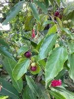 flacourtia indica