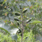 Buy Marking Nut, dhobi nut tree, Indian marking nut tree, Malacca bean, marany nut, marsh nut, oriental cashew nut, varnish tree - Online Shopping for Sale