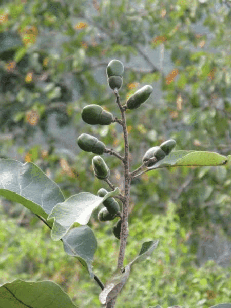 fssalkj1wjveqxjamdoi.png Buy Marking Nut, dhobi nut tree, Indian marking nut tree, Malacca bean, marany nut, marsh nut, oriental cashew nut, varnish tree - Online Shopping for Sale - Image 1