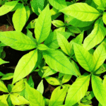 Buy Kurchi, kudasuppaalai, tellicherry bark - Live Plant Online Shopping for Sale