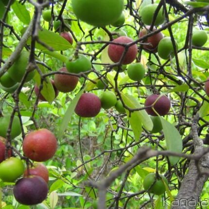 garcinia indica