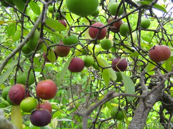 garcinia indica garcinia indica