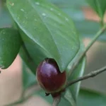 garcinia morella