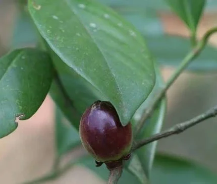 garcinia morella