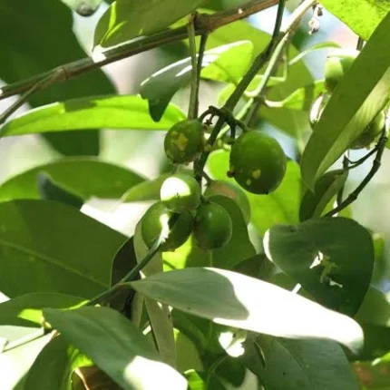 garcinia talbotii
