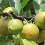 garcinia xanthochymus