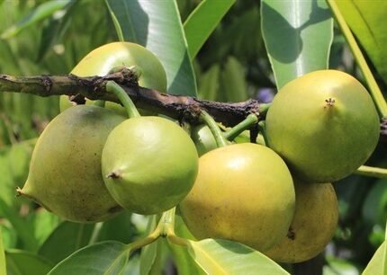 garcinia xanthochymus