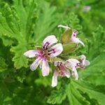 Buy Pelargonium graveolens, rose geranium, panneer ilai - Live 
plant online shopping for sale