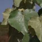 Buy Givotia moluccana, white catamaran tree, kottai thanakku, 
vellai boothalam, பூதாளம் - Live plant online 
shopping for sale