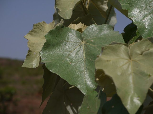 givotia.jpg Buy Givotia moluccana, white catamaran tree, kottai thanakku,
vellai boothalam, பூதாளம் - Live plant online
shopping for sale - Image 1