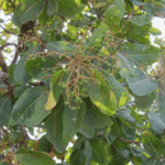 Buy buchanania lanzan, cudappah almond, chironji, saraparuppu - live plant online shopping for sale