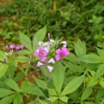 Buy Gynandropsis pentaphylla - Live Plant Online Shopping for 
Sale