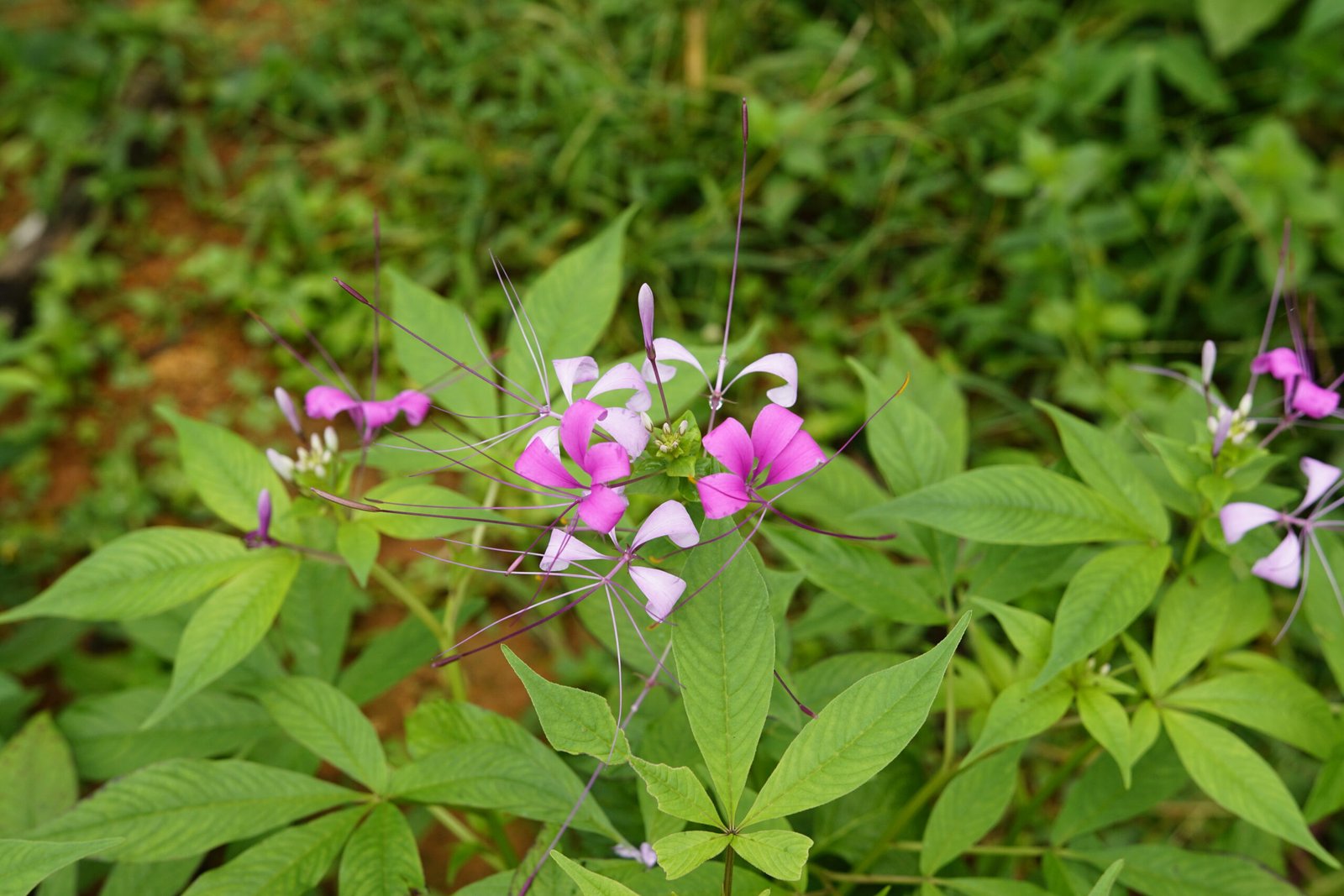 gynandropsis-pentaphylla Buy Gynandropsis pentaphylla - Live Plant Online Shopping for
Sale - Image 1
