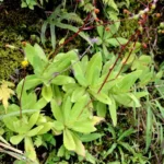 gynura nitida