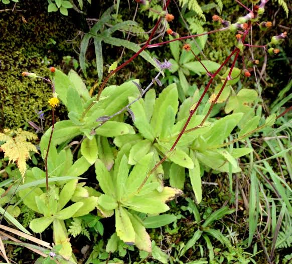 gynura nitida gynura nitida