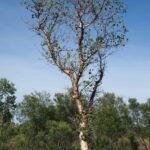 Buy Helicopter tree, stink wood, whirly whirly tree. tanukku, 
tanakku, gyrocarpus americanus - Live Plant Online Shopping for 
Sale