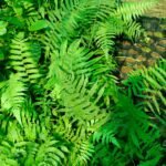 Live-Original Hatha jodi plant
