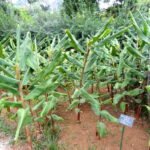 Buy Hedychium coronarium - Live Plant Online Shopping for Sale