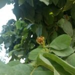 Buy Heterophragma adenophyllum - Live Plant Online Shopping for 
Sale