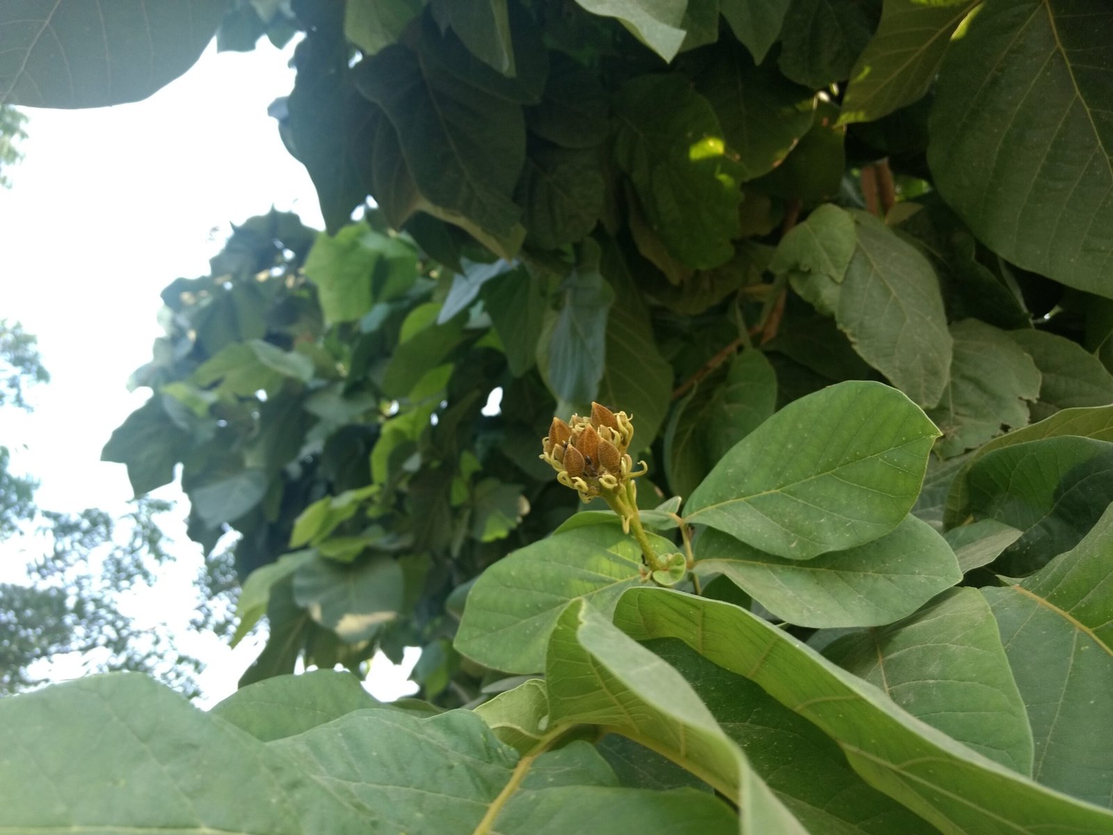 heterophragma-adenophyllum Buy Heterophragma adenophyllum - Live Plant Online Shopping for
Sale - Image 1