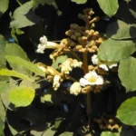 heterophragma quadriloculare