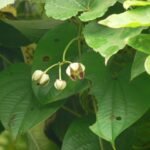 Buy Holostemma ada - kodien - Live Plant Online Shopping for Sale