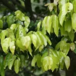 hopea indica