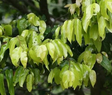 hopea indica