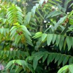 Buy Multi vitamin plant, Sauropus androgynus, Thavasi Murungai, தவசிமுருங்கை, Chakraani, charamuni, Madhuracheera - Live plant online shopping for sale