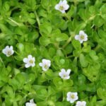 Buy Kalbrahmi, peperomia, கல்பிரம்மி - medicinal live plant Online Shopping for sale