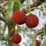 Buy Parkia biglandulosa - red - Live Plant Online Shopping for Sale