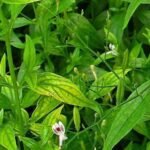 Buy Kali Anghedi, karu nilavembu, Peristrophe Bicalyculata, Sathaiotti, Cheebee Gida, Sadhai ottu, Chebeera, Atrilal, சதை ஒட்டி - Live plant online shopping for sale