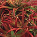 Buy Red aloevera, சிவப்பு கற்றாழை - 1kg - Live Plant Online Shopping for Sale