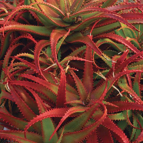 images (4) Buy Red aloevera, சிவப்பு கற்றாழை - 1kg - Live Plant Online Shopping for Sale - Image 1