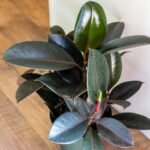 Buy Rubber Bush - Live Plant Online Shopping for Sale
