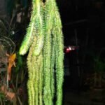 Buy Sivan sadai, சிவன்சடை, sivan kadai, சிவன் ஜடை - Live Plant Online Shopping for Sale