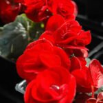 Buy Velvety red begonia - Live Plant Online Shopping for Sale