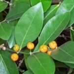 Buy Suregada, kurudu nandi, Kaaru guggilam, Velidabba, suregada angustifolia - live plant shopping online for sale