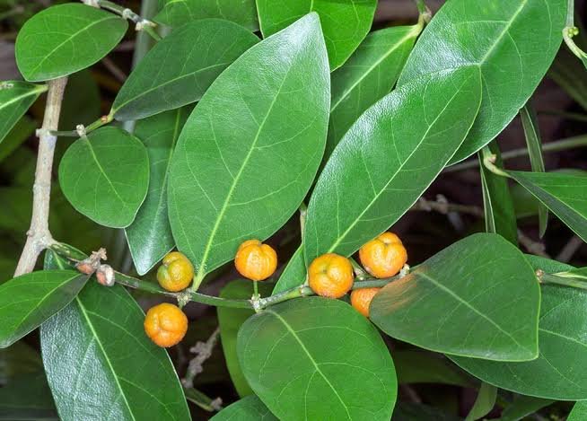 images (8) Buy Suregada, kurudu nandi, Kaaru guggilam, Velidabba, suregada angustifolia - live plant shopping online for sale - Image 1
