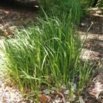 Buy Imperata cylindrica - Live Plant Online Shopping for Sale