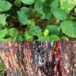 Buy Pterocarpus Marsupium, Indian kino tree, uthira vengai, ratha vengai, உதிர வேங்கை - Live plant online shopping for sale