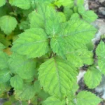indian patchouli