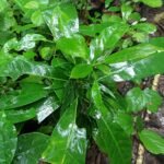Buy Iruli, இருளி, இருளிவேர் - Live 
plant online shopping for sale