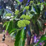 irumbu aruthan mooligai