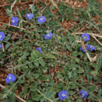 Buy Vishnu kranthi, Roundleaf bindweed - Live Plant Online Shopping for Sale