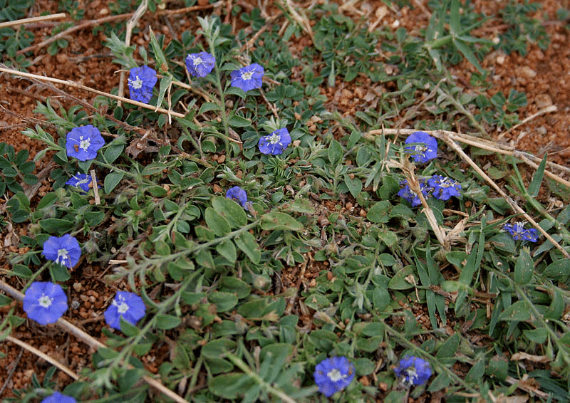 isuqjnqubiwgutpoujib.png Buy Vishnu kranthi, Roundleaf bindweed - Live Plant Online Shopping for Sale - Image 1