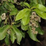 ixora brachiata