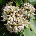 ixora pavetta